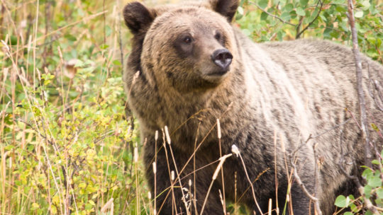 Grizzly Bear 399 Stands In Bushes in Grand Teton National Park
