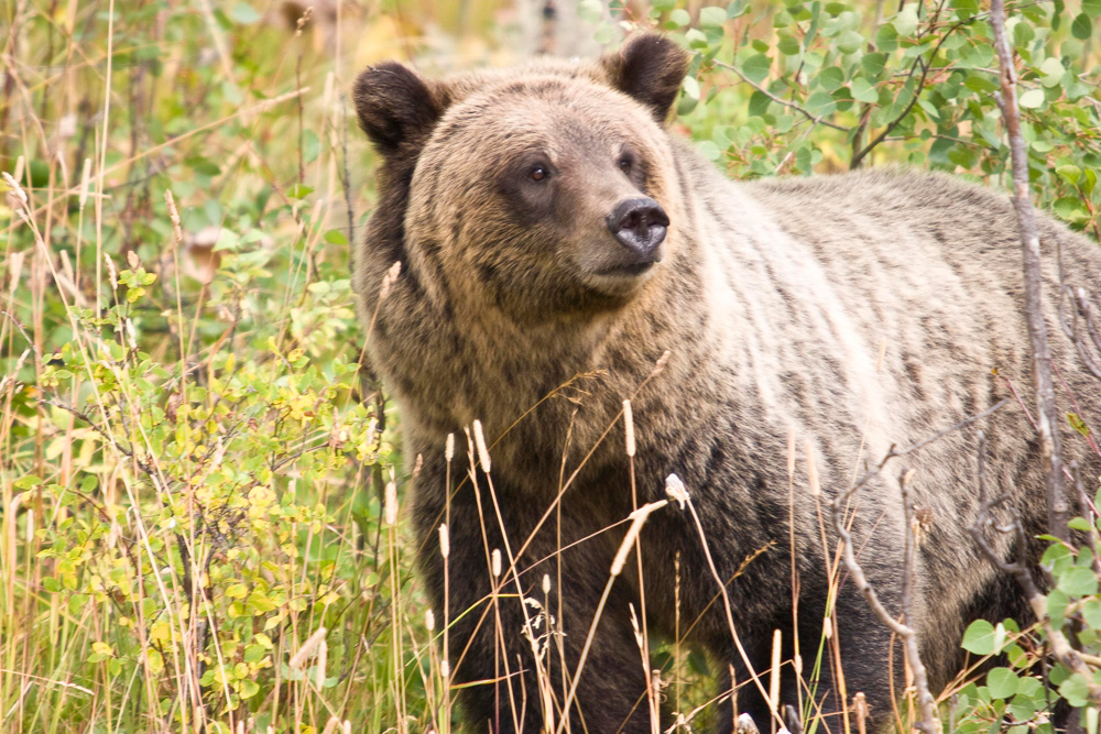 Grizzly Bear 399 Stands In Bushes in Grand Teton National Park