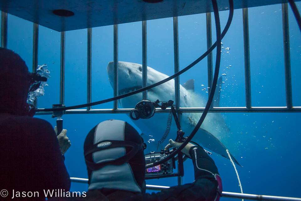 Great white shark curiously approaching divers in a cage. The males tend to be more active and curious than the females. Image by Jason Williams