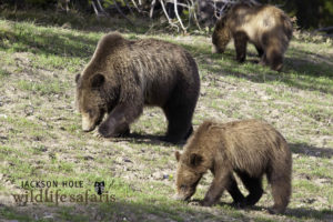 Join a Jackson Hole Wildlife Safari for a tour to see Grizzlies in Jackson Hole.