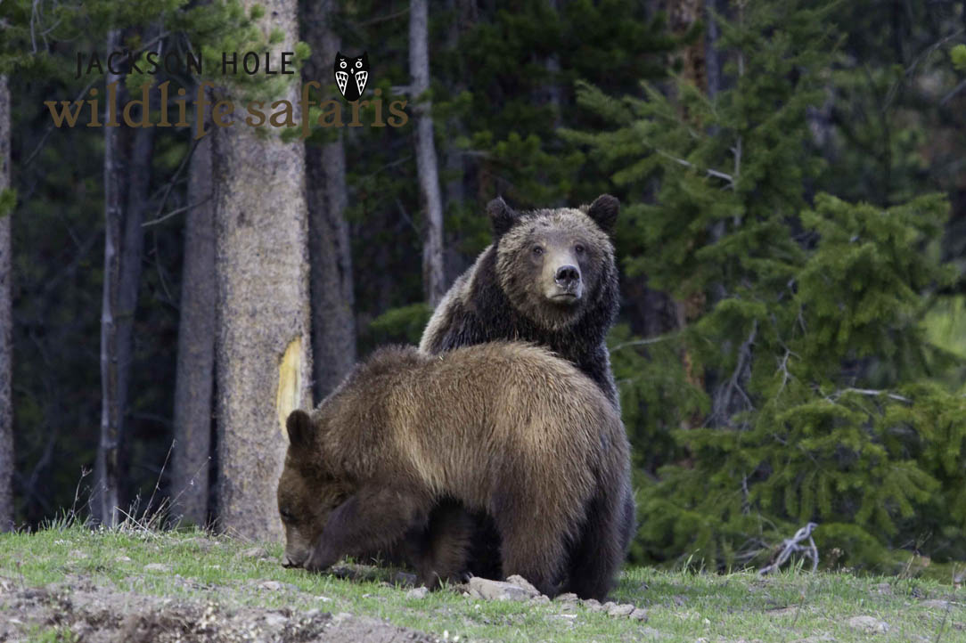Grizzly 610 and her cubs after waking from hibernation in 2012 Grizzly 610 and her yearling cubs after waking from hibernation in 2012