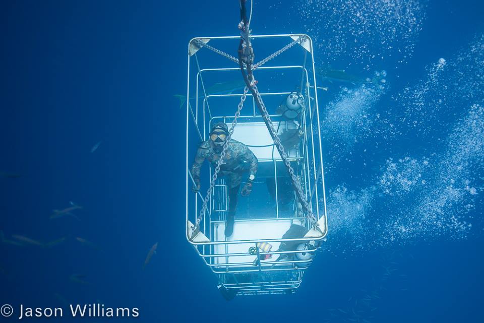 Divermaster Nelson being lowered down 30 feet in one of the submersible cages on the Belle Amie. Image by Jason Williams