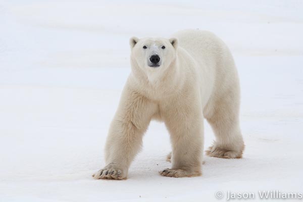 Polar Bear in Churchill Manitoba Polar Bear from a Tundra Buggy in Churchill Manitoba