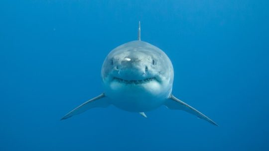 A Great White Shark Looks Straight At The Photographer Off The Isla De Guadalupe In Mexico