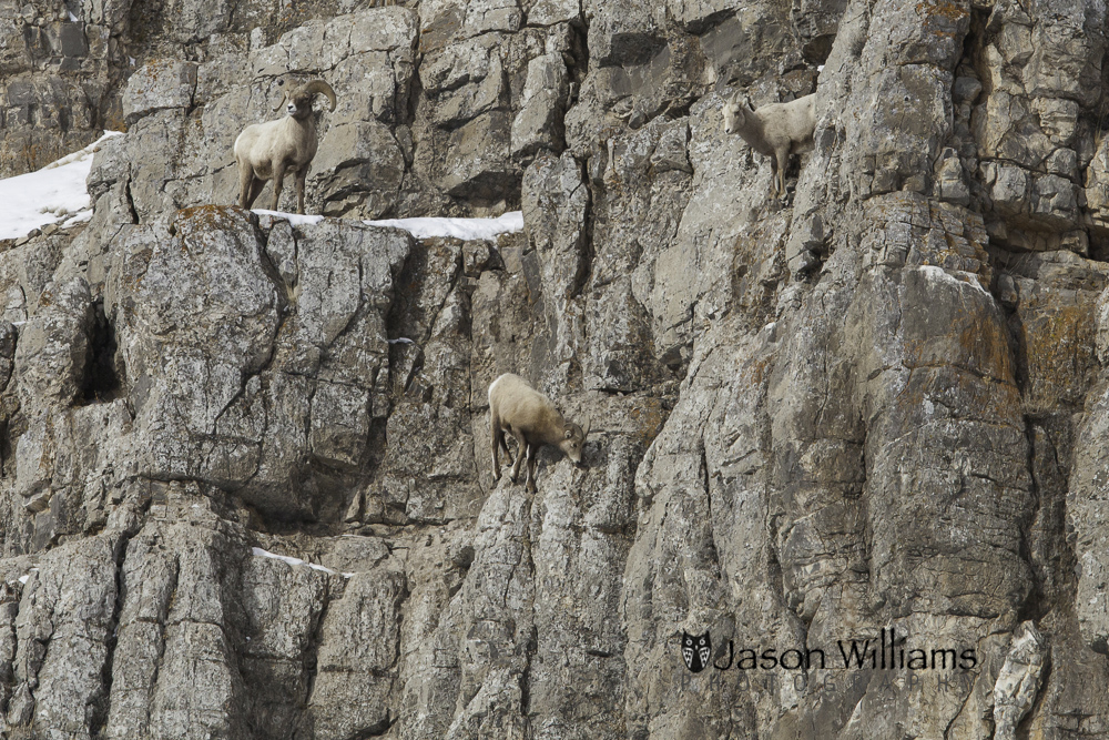 Bighorn sheep on the national elk refuge in Jackson Hole Wyoming. Bighorn sheep along the rock walls of Miller Butte on the National Elk Refuge in Jackson Hole, Wyoming.