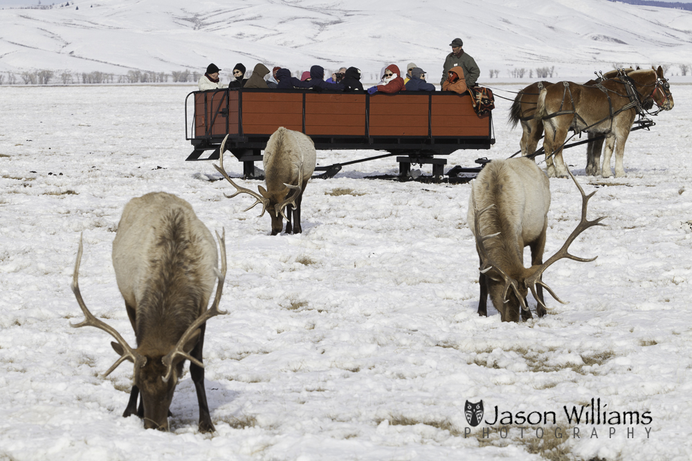 Bull elk grazing on the National Elk Refuge with the Bar T 5 sleigh ride watching. guests enjoying a horse drawn sleigh ride on the National Elk Refuge in Jackson Hole, Wyoming.