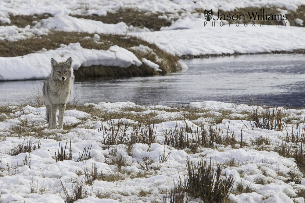 Coyote on the National Elk Refuge in Jackson Hole photographed on a wildlife tour. A coyote poses for pictures for our Best of Jackson Hole Winter Wildlife Tour.