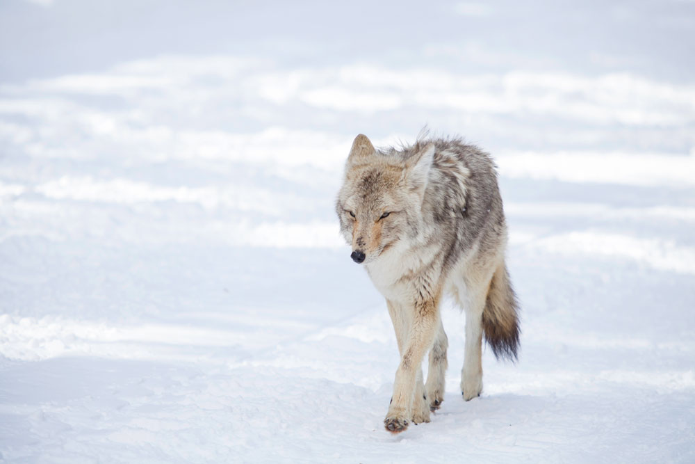 Coyote in Yellowstone National Park during a snowmobile tour. A coyote walking down the snowmobile trail