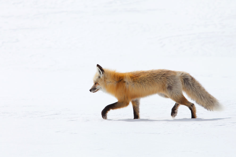 Red Fox hunting in Yellowstone National Park on a snowmobile tour. One of two red fox hunting in Hayden Valley