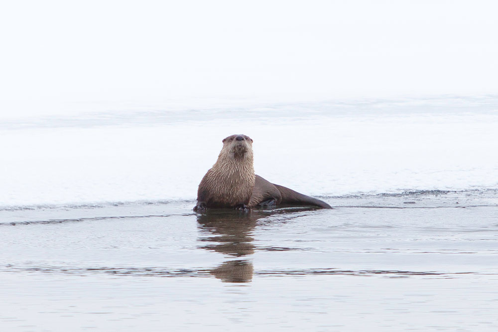 A river otter in Yellowstone National Park's Hayden Valley on a recent Jackson Hole Snowmobile Tour.