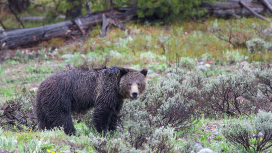 A Grizzly Bear Sow Wanders Through Sagebrush In Grand Teton National Park