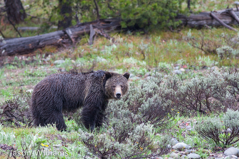 A Grizzly Bear Sow Wanders Through Sagebrush In Grand Teton National Park
