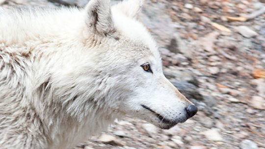 A White Wolf Traveling Along The Yellowstone River In Yellowstone National Park