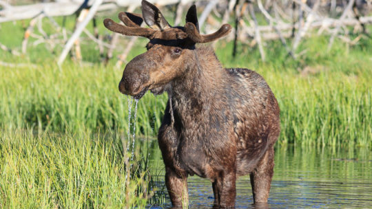 bull moose along the snake river in jackson hole