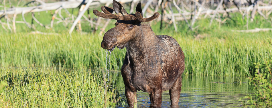 bull moose along the snake river in jackson hole