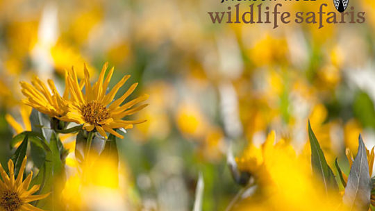 yellow flowers at grand teton