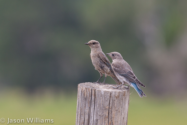Female mountain bluebird with her recently fledged young on a fencepost at Mormon Row in Grand Teton National Park, Jackson Hole, Wyoming.