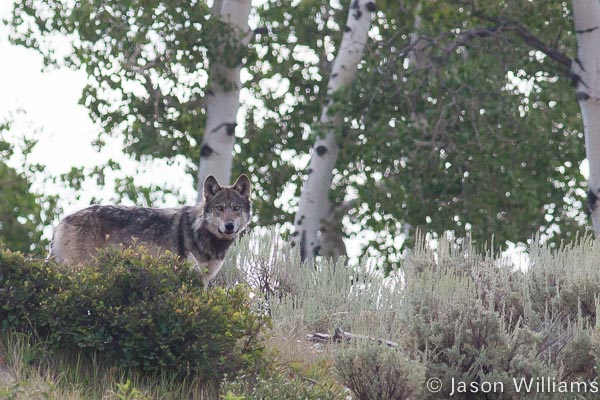 Grey Wolf in Grand Teton National Park wolf in the wild