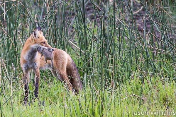 Red Fox in Yellowstone National Park red fox with prey in mouth