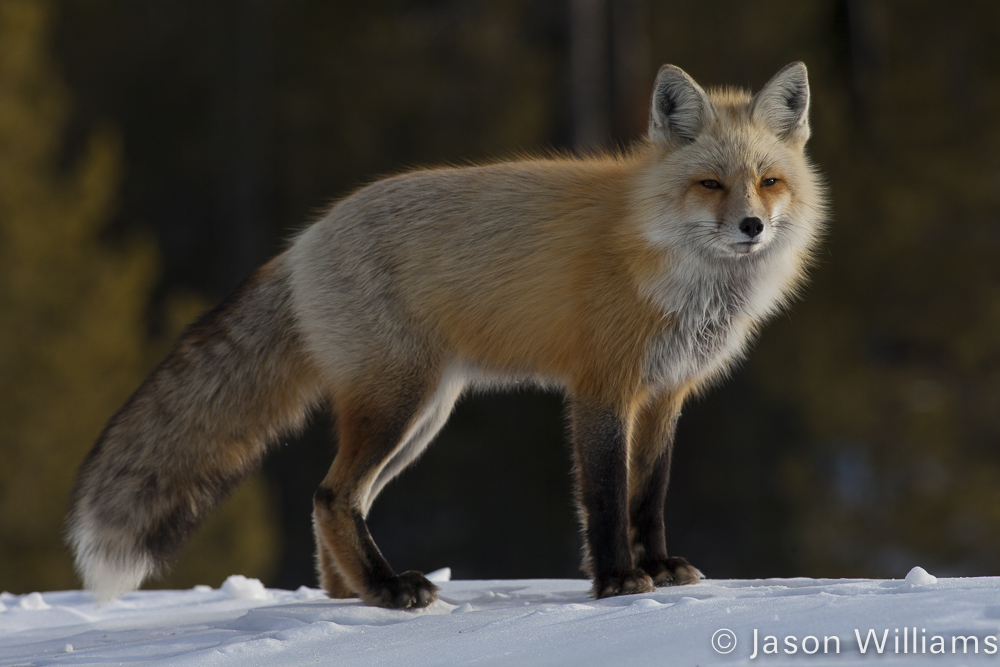 A Red Fox Patrols Along The Banks Of Jackson Lake In Winter In Grand Teton National Park