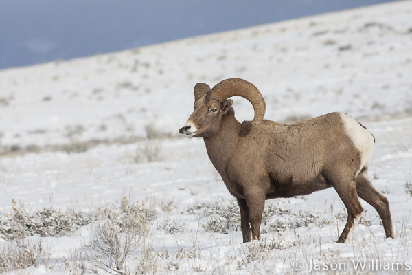 Bighorn Ram Pauses On A Snowy Hillside