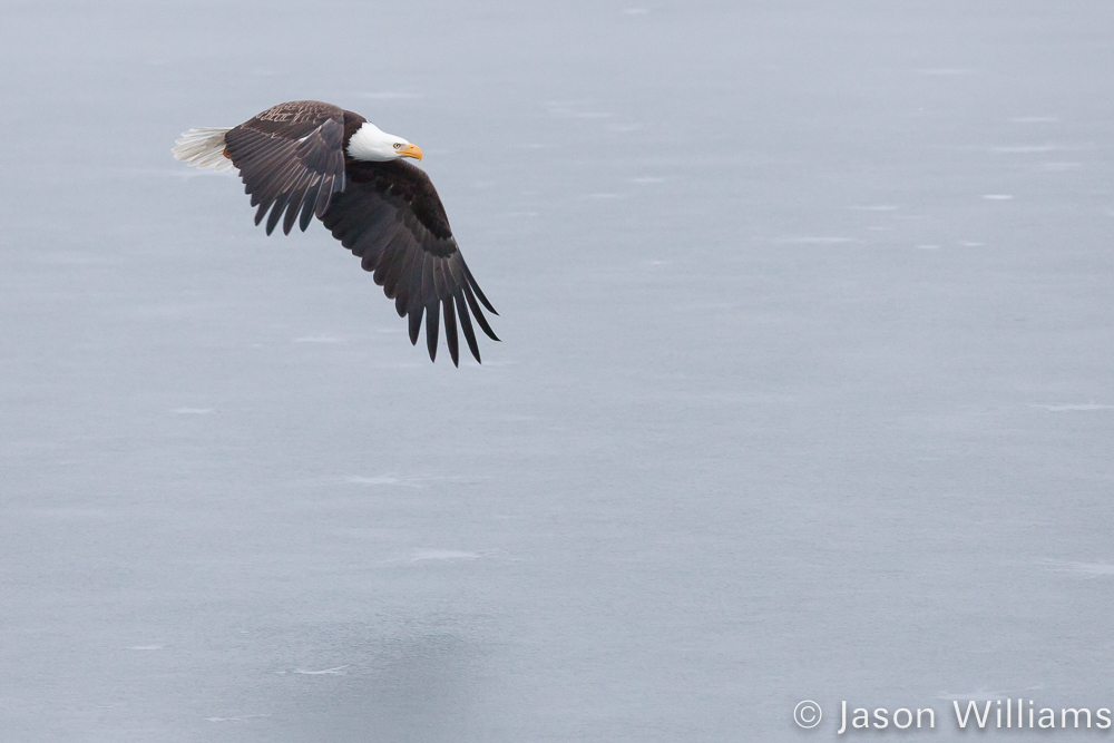 A Bald Eagle Flies Over A Snowy Landscape In Jackson Hole