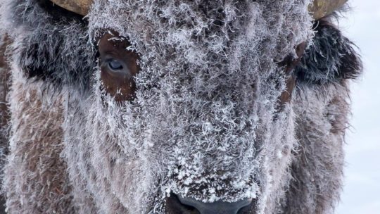 A Frost Covered Bison Conserves Energy In Grand Teton National Park