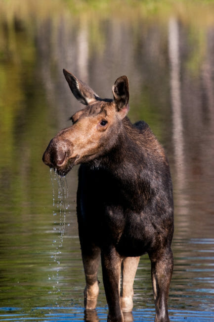 Moose in pond Grand Teton National Park