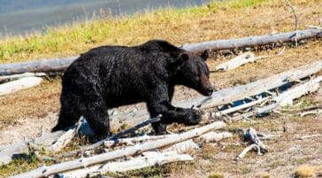 Grizzly Bear in Yellowstone National Park