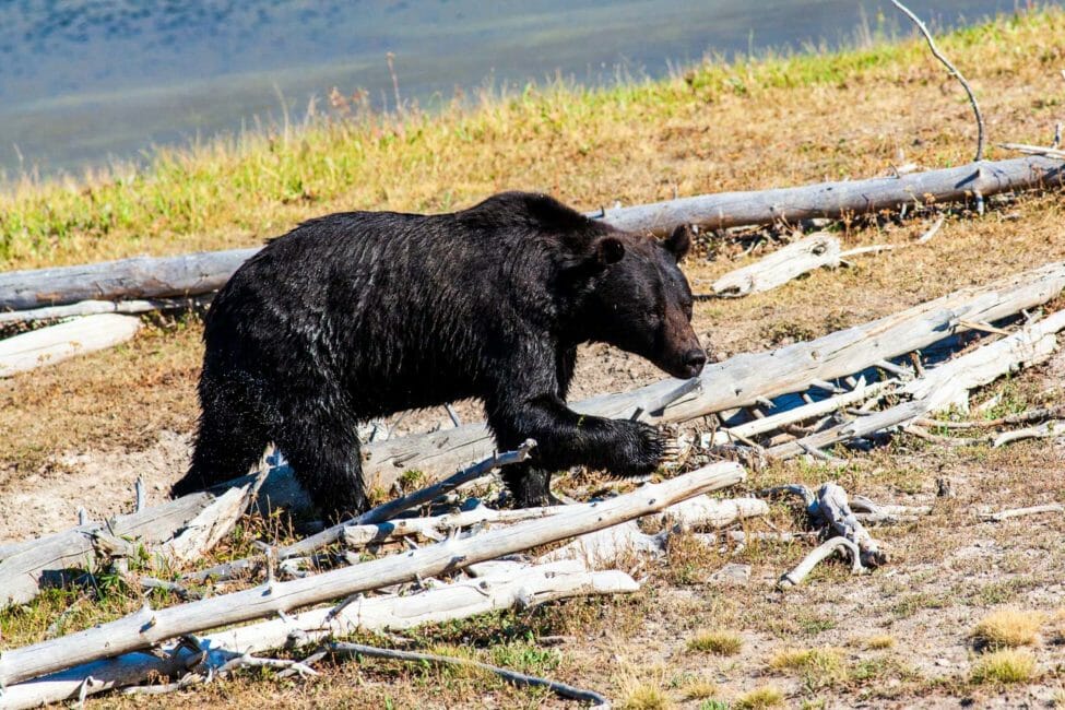 Grizzly Bear in Yellowstone National Park