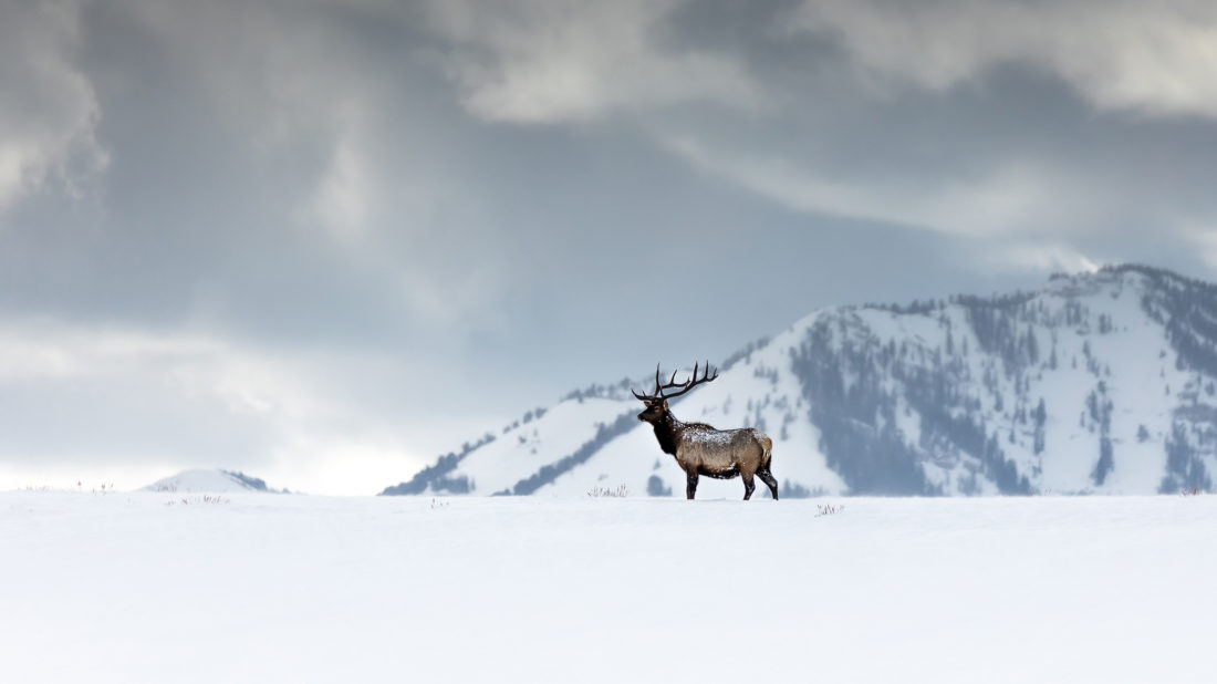 A Bull Elk Standing On A Snowy Ridge Surrounded By Mountains In Grand Teton National Park