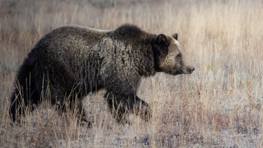 A Grizzly Bear Walking Through Field In Golden Light