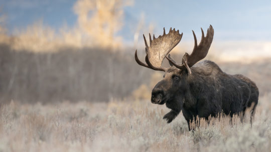 Bull Moose Walking Through Sage Brush Field In Front Of Fall Color