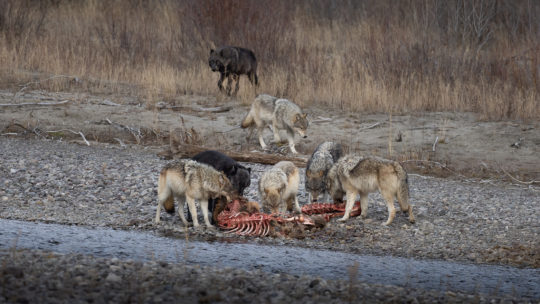 A Pack Of Wolves Feeding On A Carcass Along A River Bed