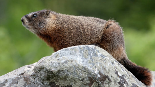 Close up of a Marmot surveying its territory from a boulder in Grand Teton National Park