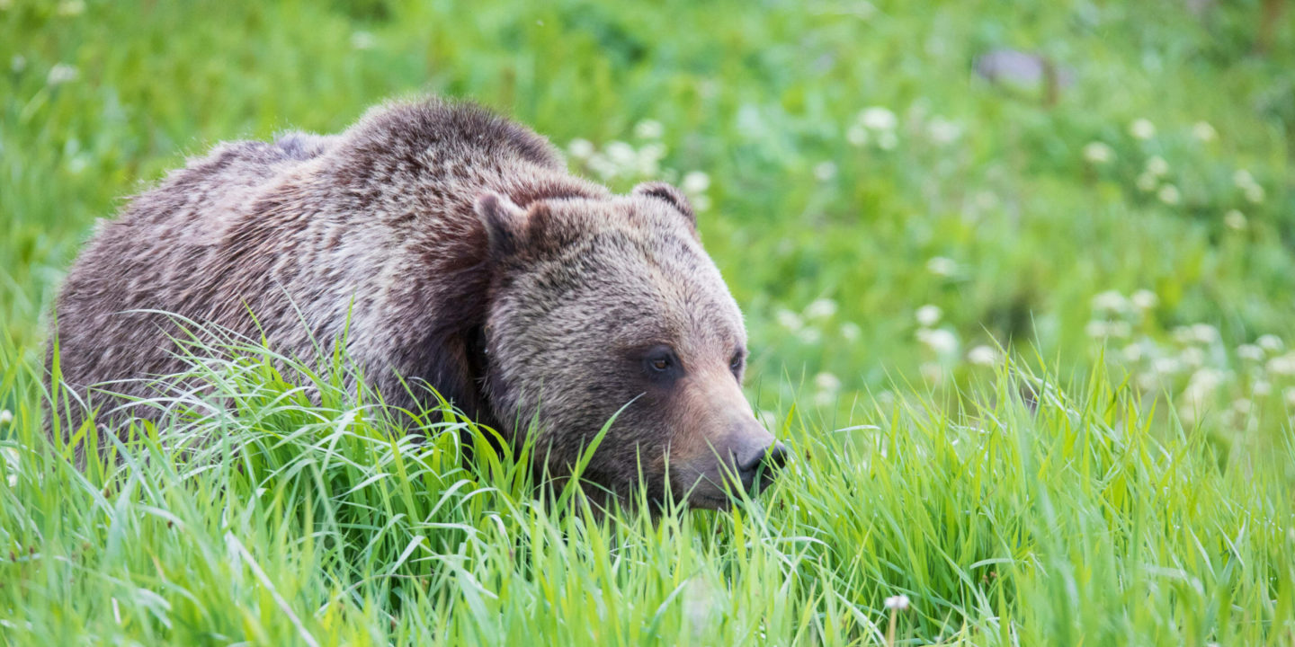 A Grizzly Bear Walks In The Tall Grasses In Yellowstone National Park
