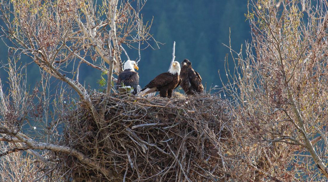 A Pair Of Mature Bald Eagles Sits In A Large Nest With A Juvenile Bald Eagle