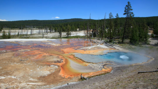 Brilliantly Colored Algae Can Be Seen In A Hot Spring In Yellowstone National Park