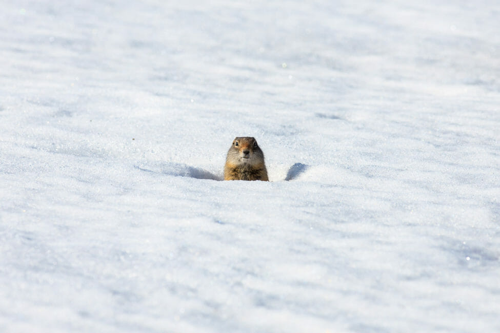 Ground Squirrel in Lamar Valley Yellowstone National Park