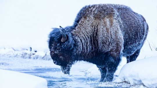 A Frost Covered Bison Stands At The Water's Edge In Yellowstone National Park