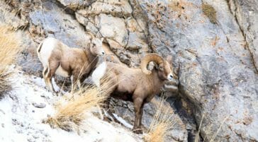 Bighorn Sheep Lamar Valley Yellowstone