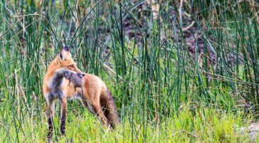 Red fox hunting in Yellowstone National Park