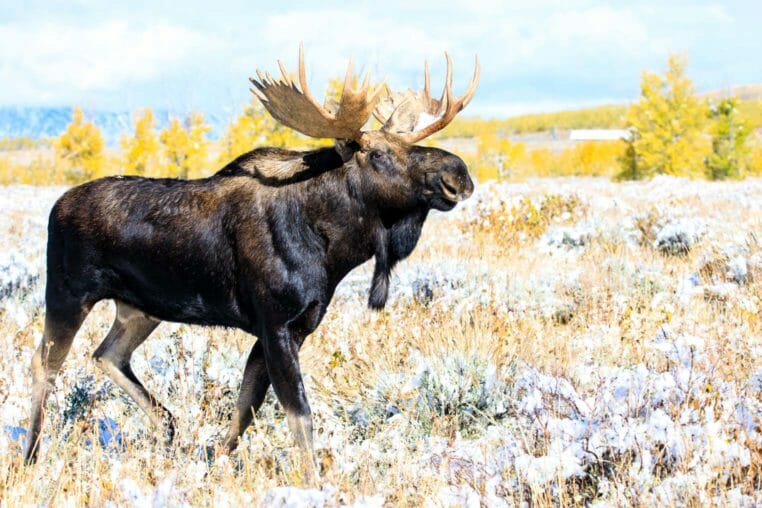 Bull moose with fall colors in Grand Teton National Park