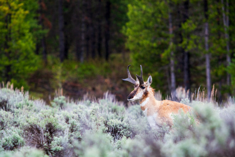 Pronghorn moving through the valley of Jackson Hole