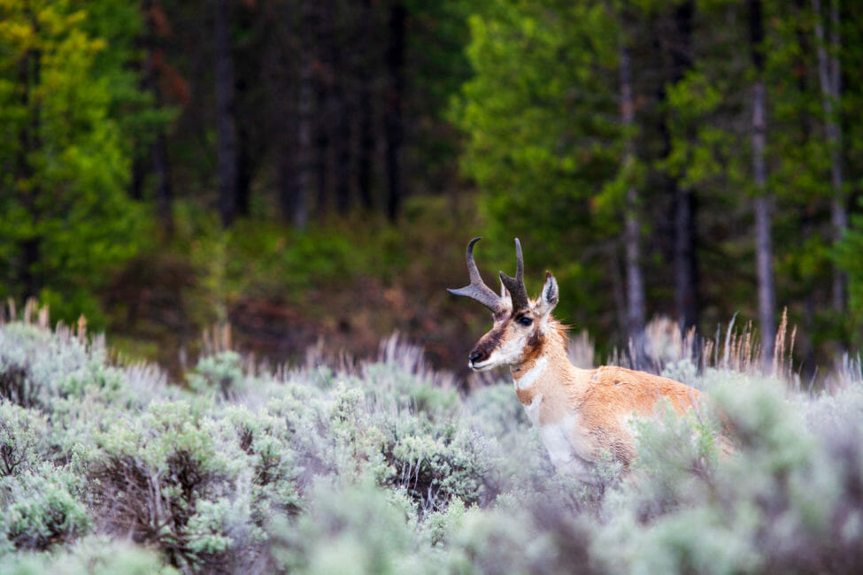 Pronghorn moving through the valley of Jackson Hole