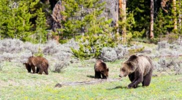 Grizzly Bears in Grand Teton National Park