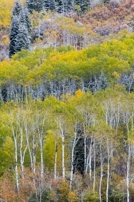 Fall colors can be dramatic in Jackson Hole