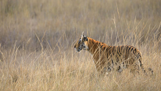 tiger in the tall grass