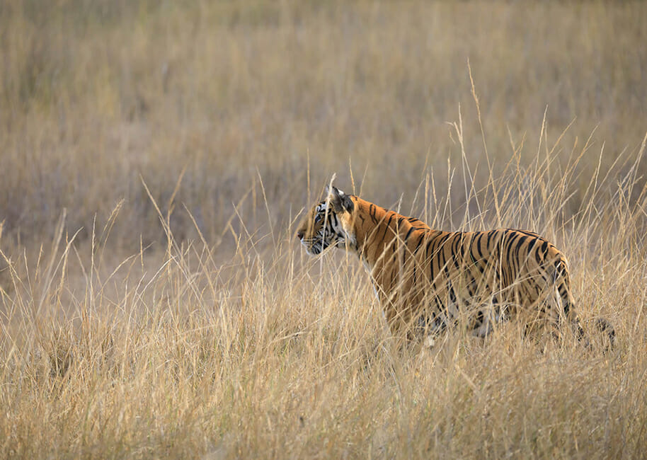 tiger in the tall grass