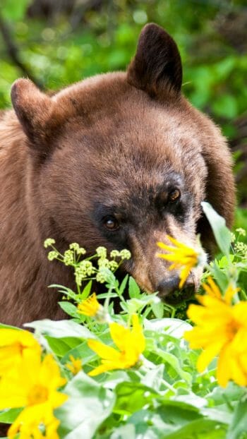 American black bear grazing on flowers in Jackson Hole